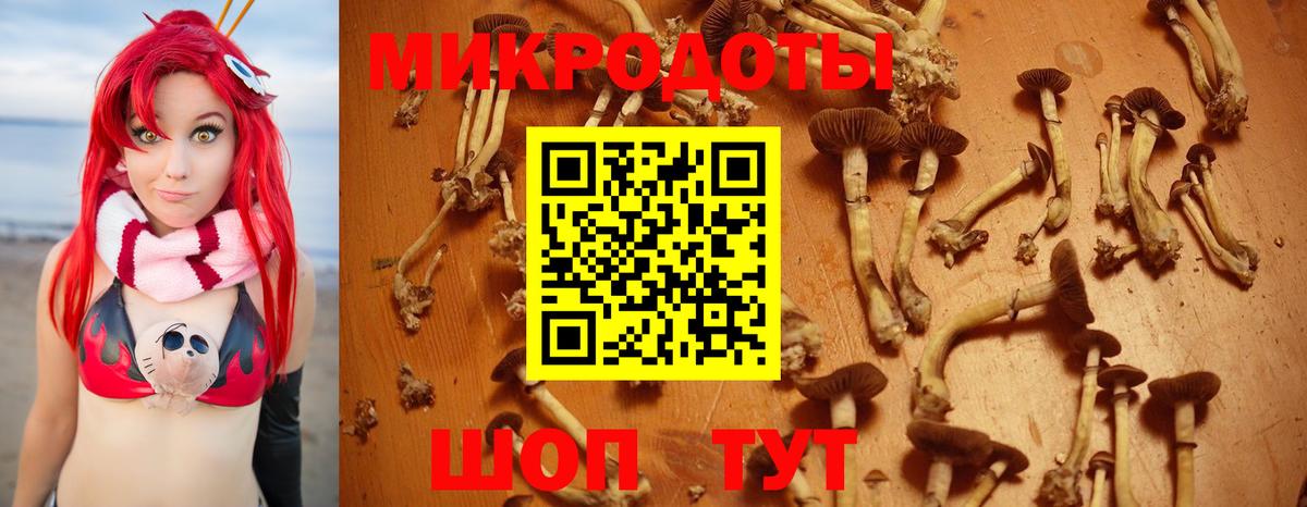 Псилоцибиновые грибы Psilocybine cubensis  Абинск 